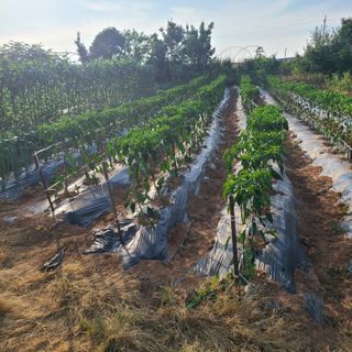 최덕재님의 고추 · 영농일지 작성글 사진