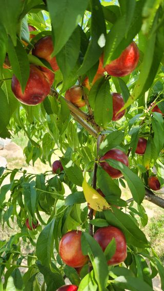 한재골님의 복숭아 · 영농일지 작성글 사진