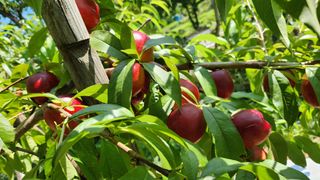한재골님의 복숭아 · 영농일지 작성글 사진