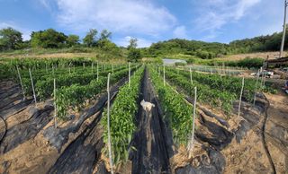 박용현 님의 고추 · 영농일지 작성글 사진