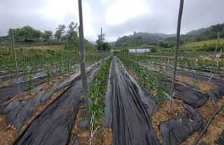 박용현 님의 고추 · 영농일지 작성글 사진