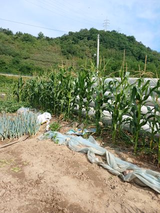 이영숙님의 토마토 · 영농일지 작성글 사진