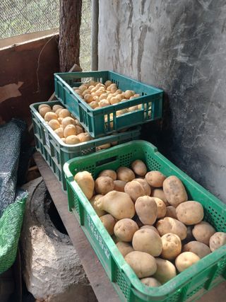 이영숙님의 토마토 · 영농일지 작성글 사진