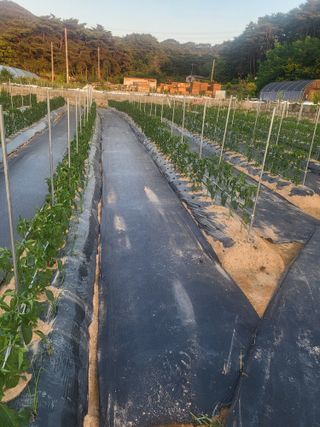 남원여시님의 고추 · 영농일지 작성글 사진