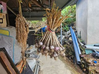 오영관님의 마늘 · 영농일지 작성글 사진