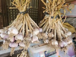 오영관님의 마늘 · 영농일지 작성글 사진