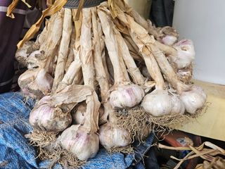 오영관님의 마늘 · 영농일지 작성글 사진