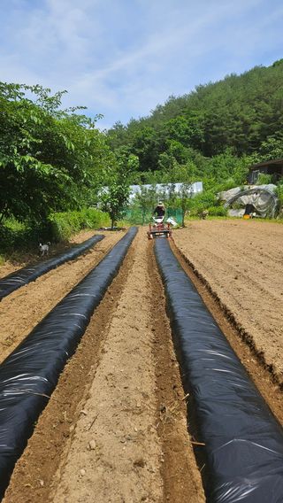 둥이네~~님의 들깨 · 영농일지 작성글 사진