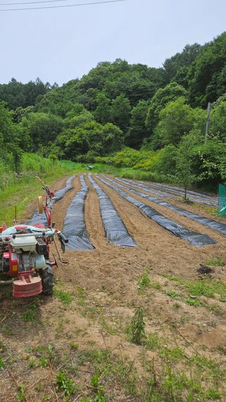 둥이네~~님의 들깨 · 영농일지 작성글 사진