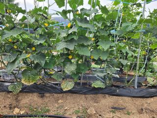 안성의 농사준비꾼님의 오이 · 영농일지 작성글 사진