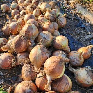 제주삼둥이네님의 자유주제 · 자유게시판 작성글 사진