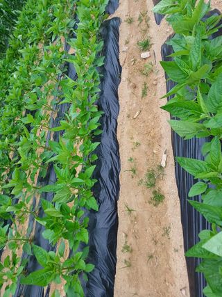 오영님의 참깨 · 영농일지 작성글 사진