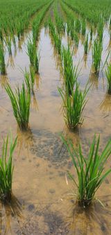 팜모닝 벼·자유게시판 게시글 이미지