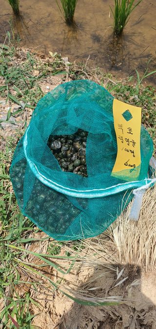 명황성님의 벼 · 자유게시판 작성글 사진