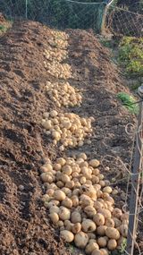 팜모닝 감자·영농일지 게시글 이미지