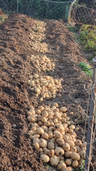 김성열님의 감자 · 영농일지 작성글 사진
