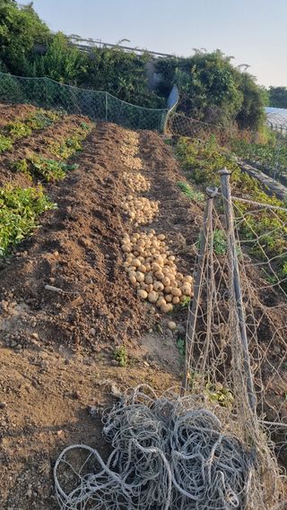 김성열님의 감자 · 영농일지 작성글 사진