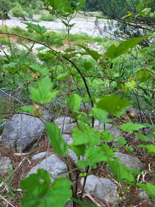 이의도님의 고추 · 영농일지 작성글 사진