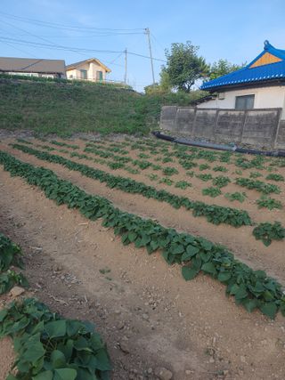 소금님의 고구마 · 영농일지 작성글 사진