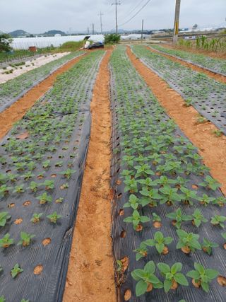 호박18496님의 자유주제 · 자유게시판 작성글 사진