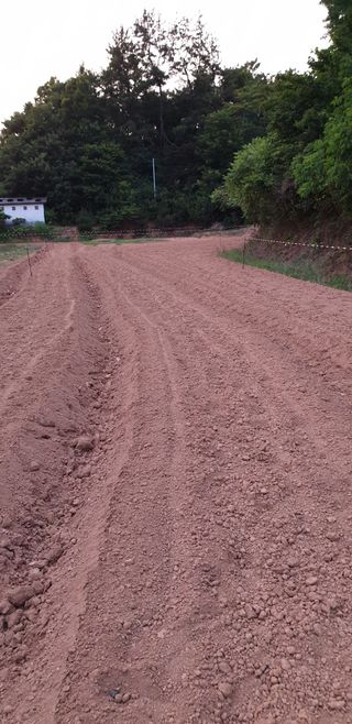 노을연가님의 콩 · 영농일지 작성글 사진