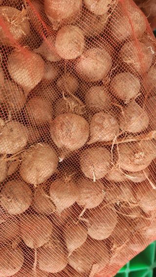 경주 천년미소님의 마늘 · 영농일지 작성글 사진