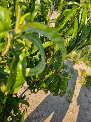 최기덕님의 농사, 무엇이든 물어보세요! · 참여글 작성글 사진