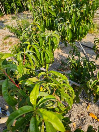 최기덕님의 농사, 무엇이든 물어보세요! · 참여글 작성글 사진