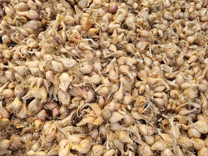 장터 상품 [쪽파 종자 완료] 썸네일