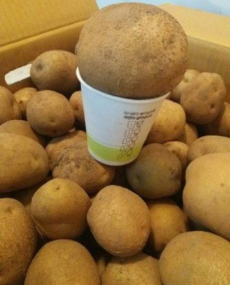 황병호님의 장터 판매 상품 [수미감자 10kg] 첨부 사진