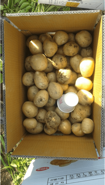 황병호님의 장터 판매 상품 [수미감자 10kg] 첨부 사진