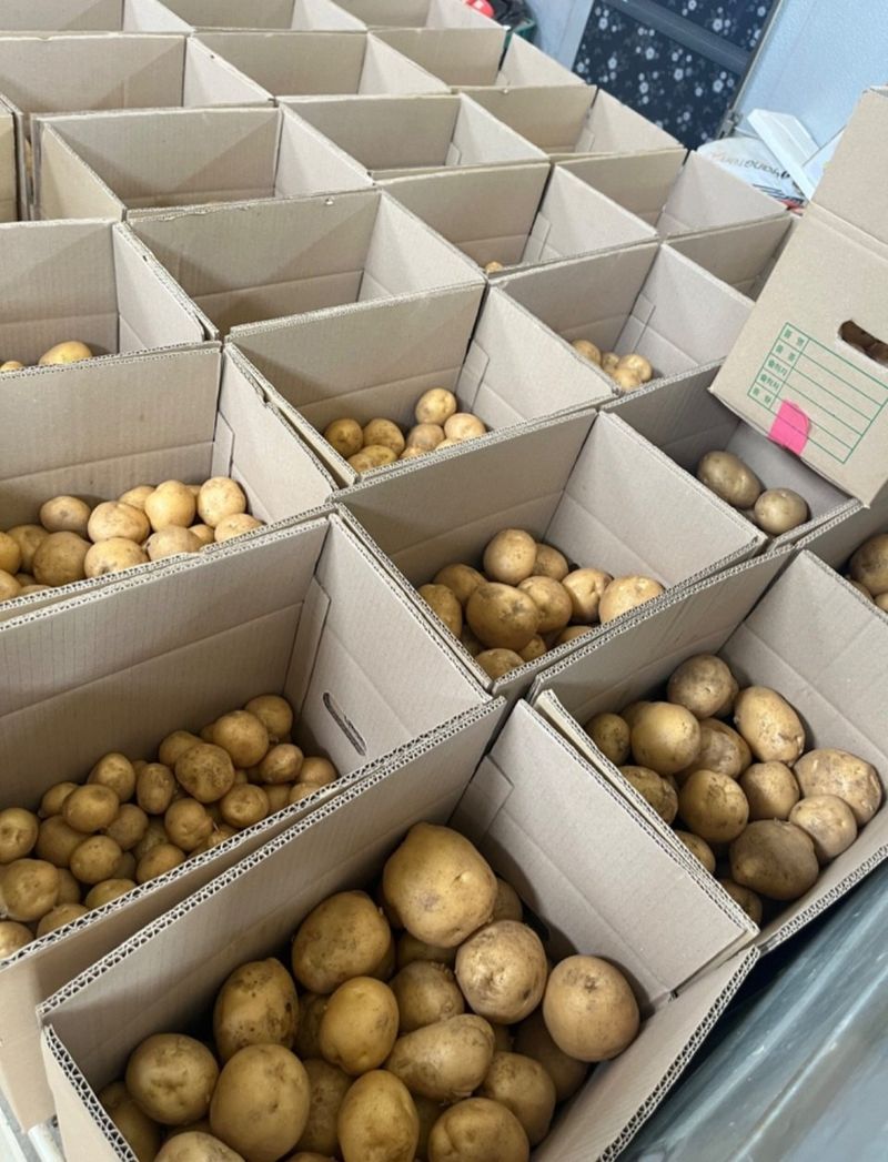 황병호님의 장터 판매 상품 [수미감자 10kg] 첨부 사진