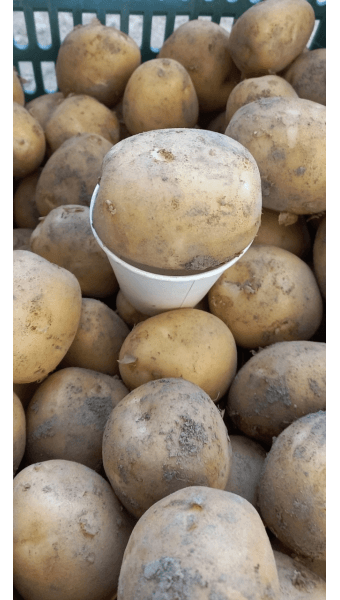 황병호님의 장터 판매 상품 [수미감자 10kg] 첨부 사진