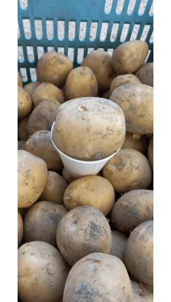 황병호님의 장터 판매 상품 [수미감자 10kg] 첨부 사진