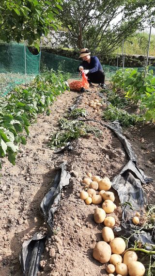 향양농장 사랑합니다님의 감자 · 자유게시판 작성글 사진