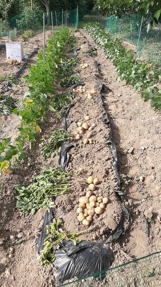 향양농장 사랑합니다님의 감자 · 자유게시판 작성글 사진