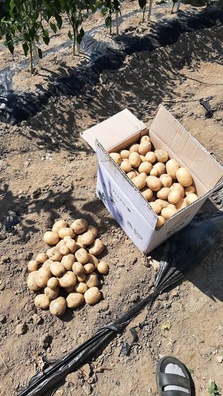 향양농장 사랑합니다님의 감자 · 자유게시판 작성글 사진