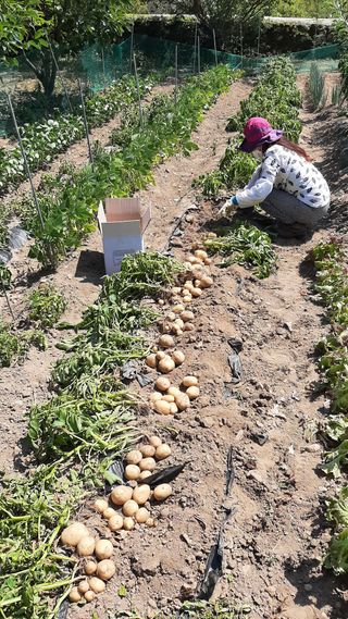 향양농장 사랑합니다님의 감자 · 자유게시판 작성글 사진