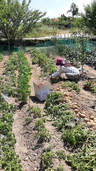 향양농장 사랑합니다님의 감자 · 자유게시판 작성글 사진