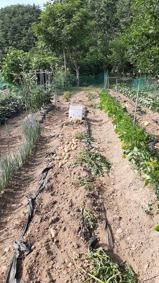 향양농장 사랑합니다님의 감자 · 자유게시판 작성글 사진