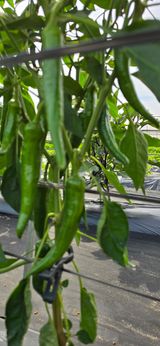 팜모닝 고추·영농일지 게시글 이미지