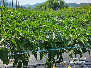 프로님의 고추 · 영농일지 작성글 사진
