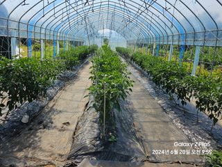 프로님의 고추 · 영농일지 작성글 사진