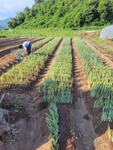 팜모닝 파·영농일지 게시글 이미지