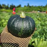 팜모닝 자유주제·자유게시판 게시글 이미지