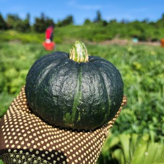 김영미(용흥팜)님의 자유주제 · 자유게시판 작성글 사진