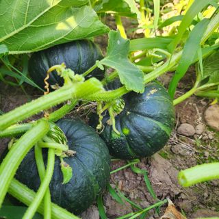 김영미(용흥팜)님의 자유주제 · 자유게시판 작성글 사진