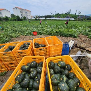 김영미(용흥팜)님의 자유주제 · 자유게시판 작성글 사진