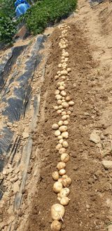 팜모닝 감자·영농일지 게시글 이미지