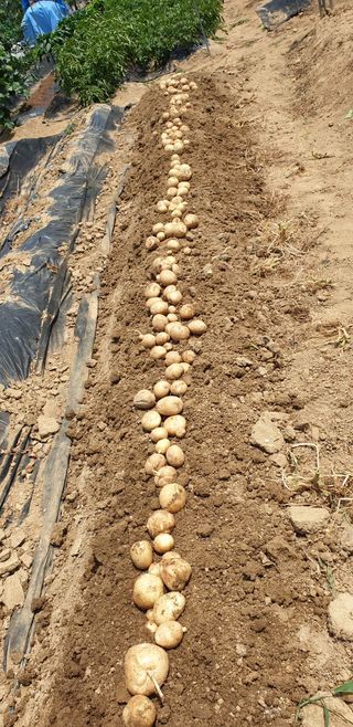 텃밭농부님의 감자 · 영농일지 작성글 사진